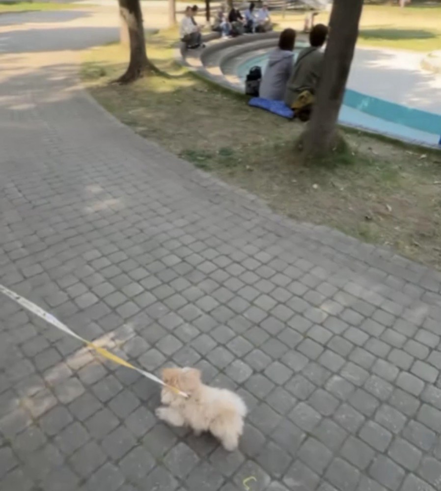 人が多い公園と犬
