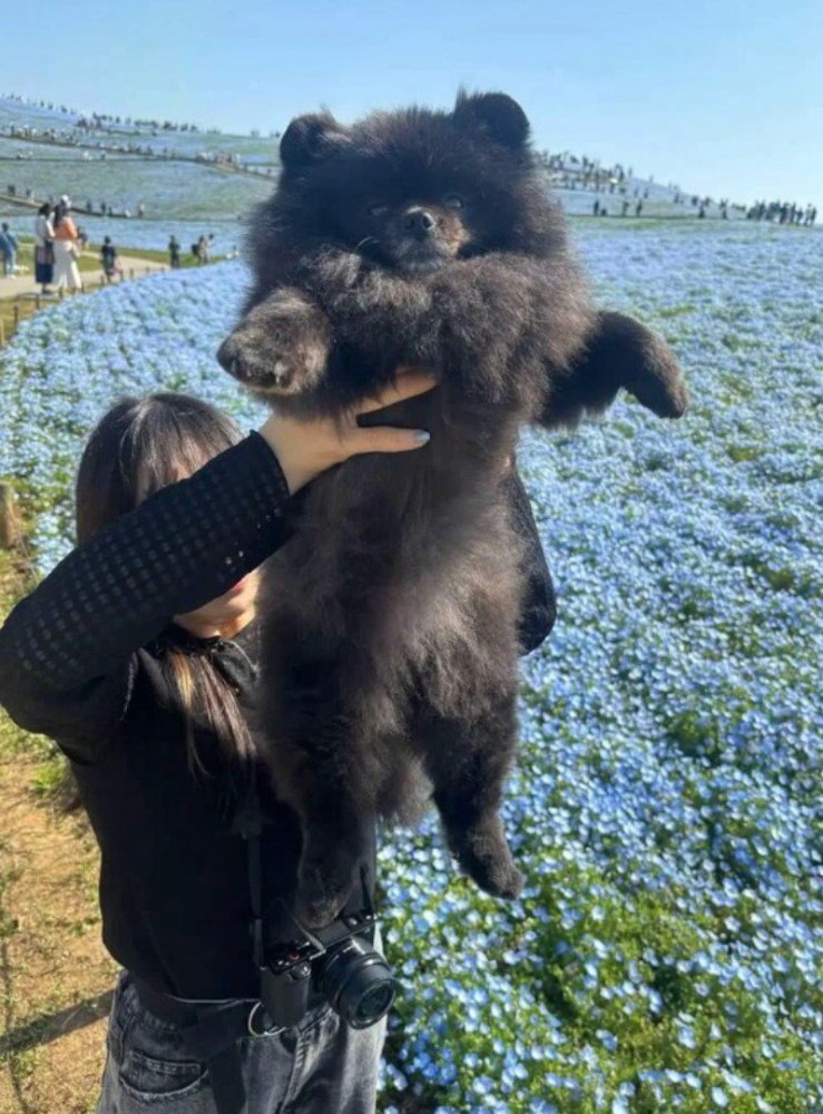 花畑の前で飼い主に抱き上げられる子熊のような見た目の犬