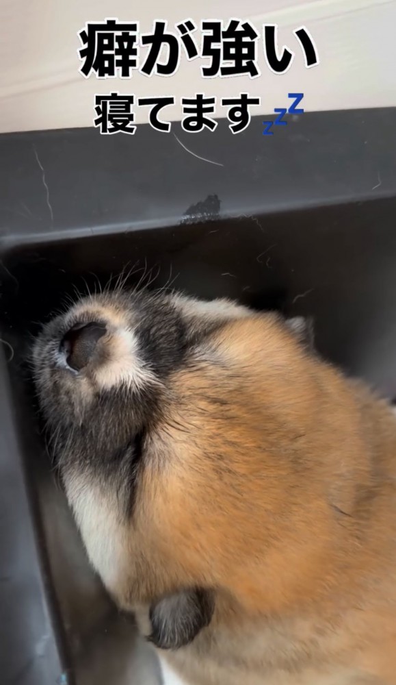 頭を反らして眠る子犬