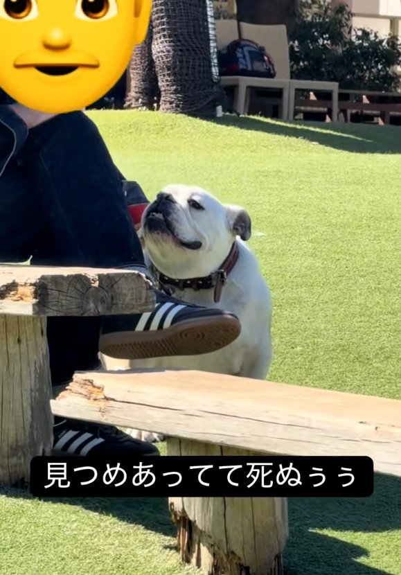 チラ見するぱせり君