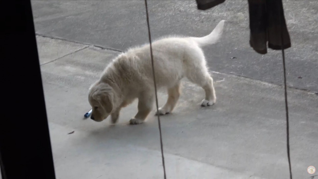 一生懸命で愛おしい！