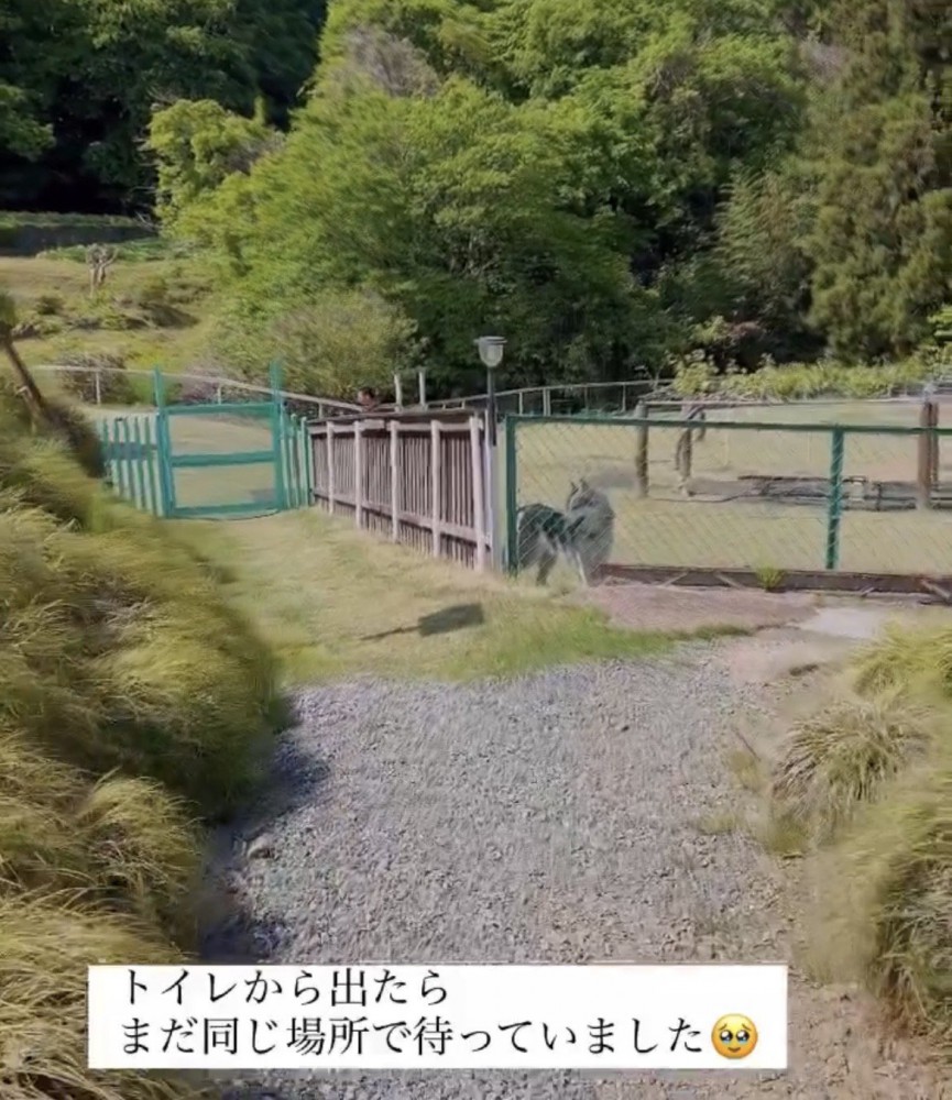 同じ場所で動かずに待つ犬