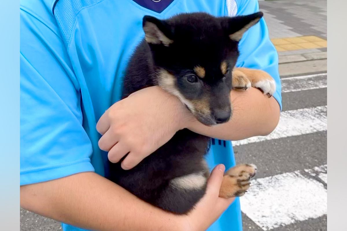 ご飯に興味がない『たった2キロの子犬』→『小さく育つかな』と思ったら…予想と違った『まさかの成長』に反響「ビッグにww」「ドヤ顔可愛い」