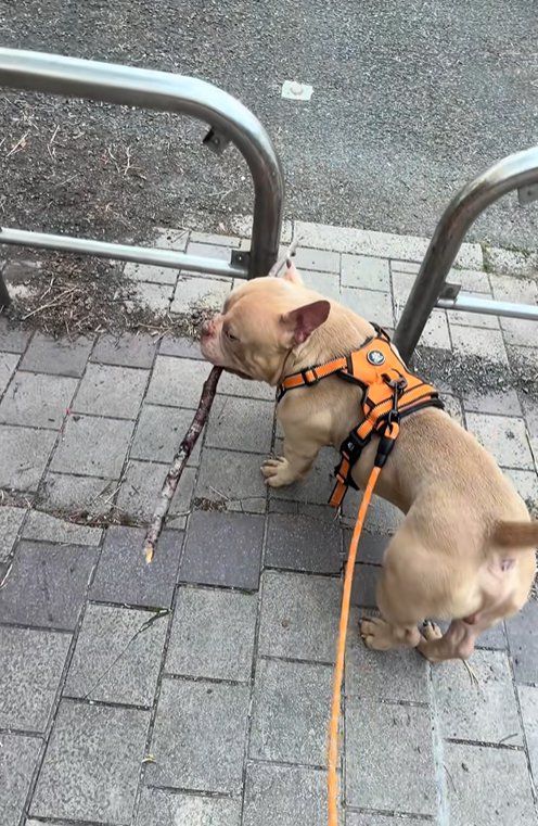 不服そうに飼い主を見上げる小型犬