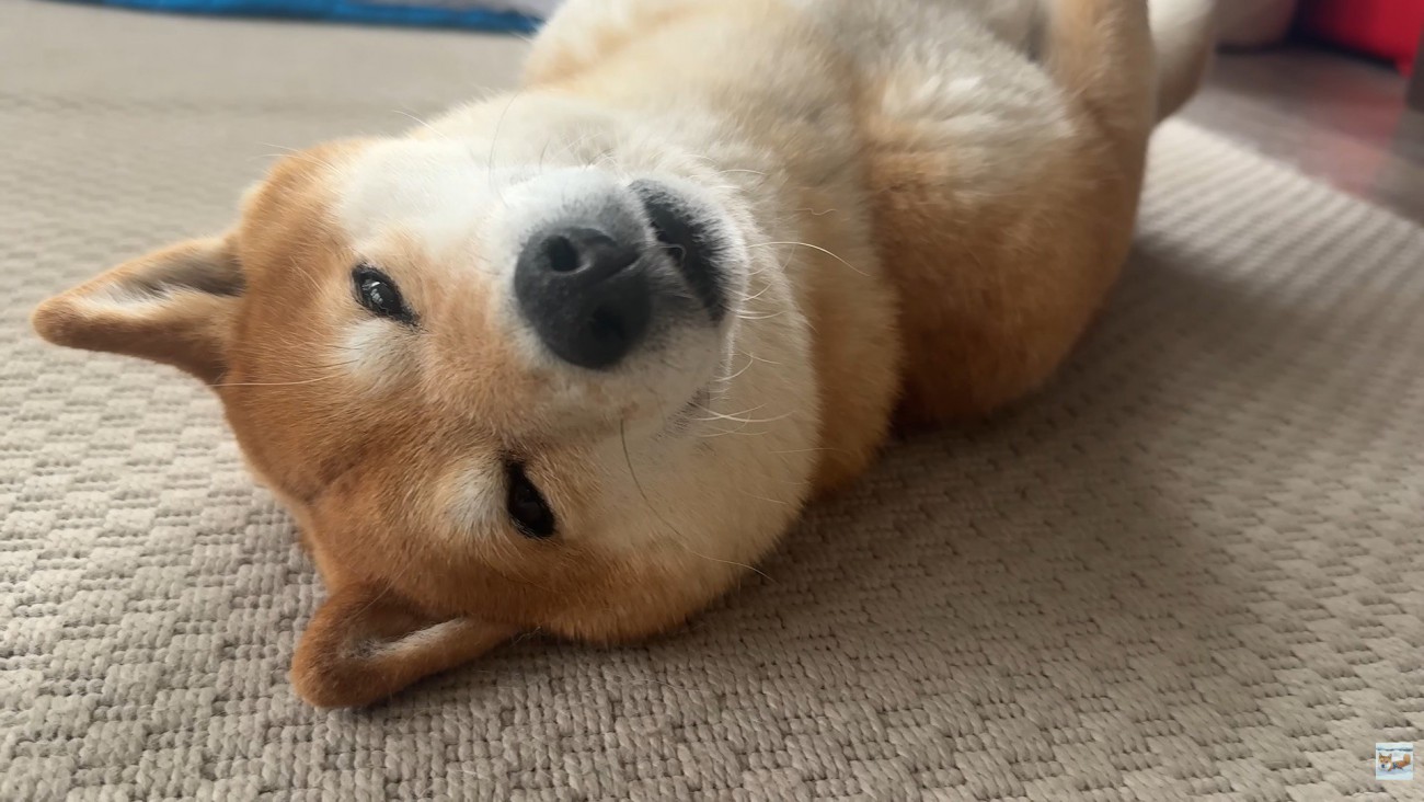 一瞬だけ起きて、再び爆睡