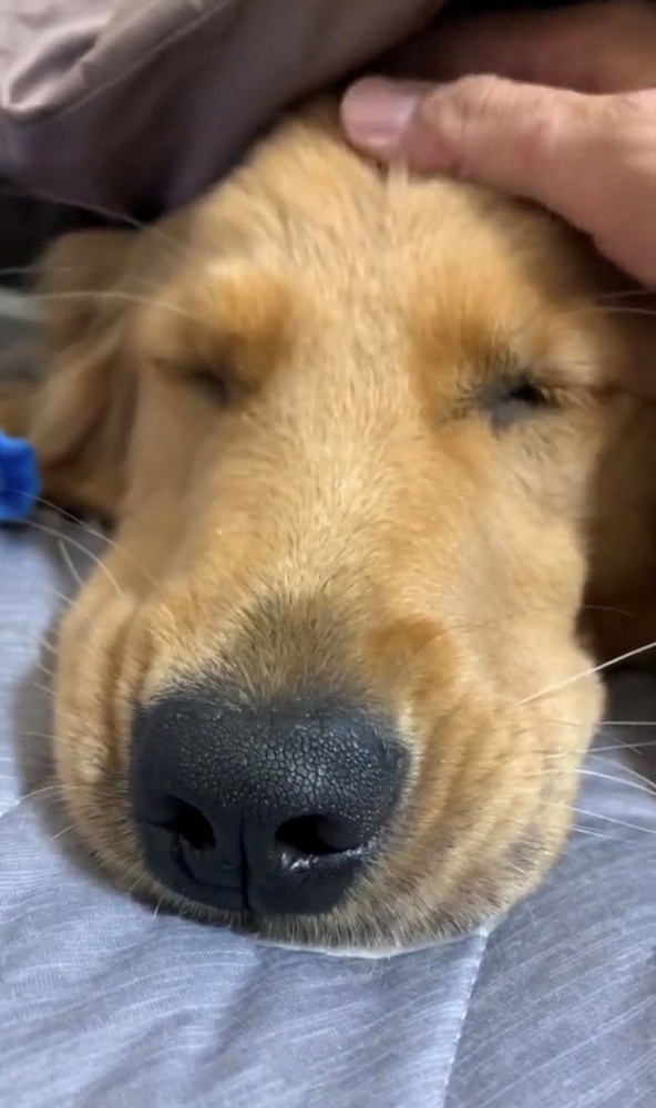頭を撫でられながら目を閉じている犬