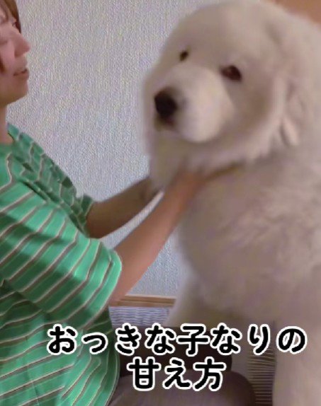 とても甘えん坊