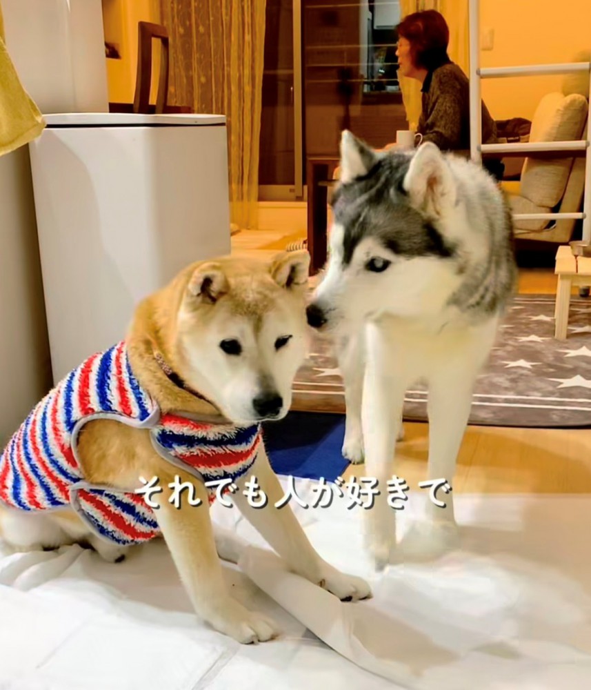 もう1匹の犬のそばに寄る犬
