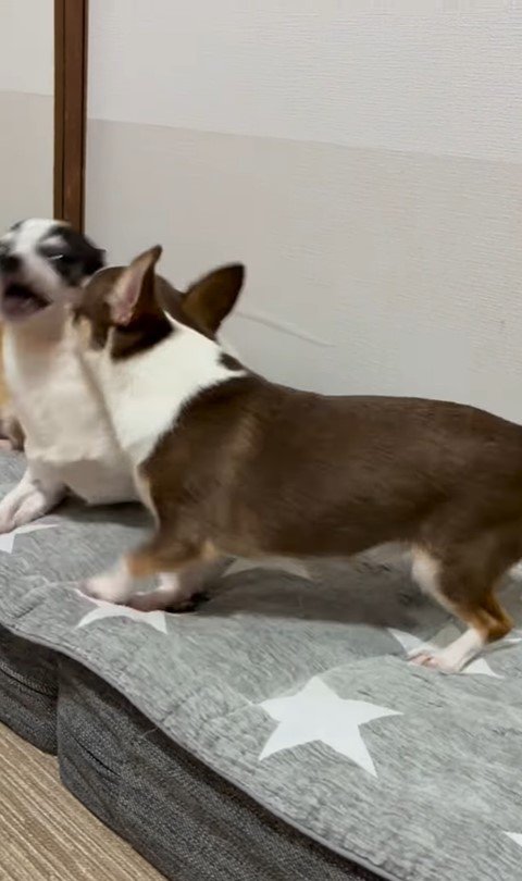 うめちゃんの遊びの誘い方6