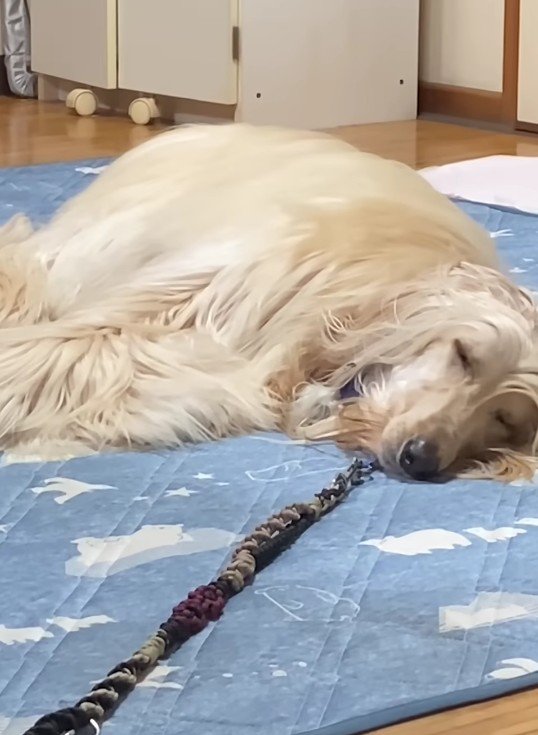 ふてくされて寝始めた！