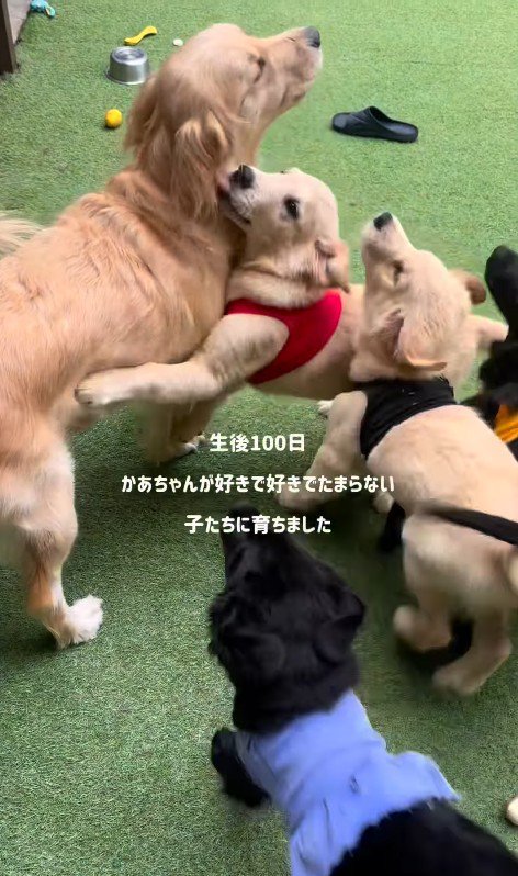 赤ちゃん犬たちの成長2
