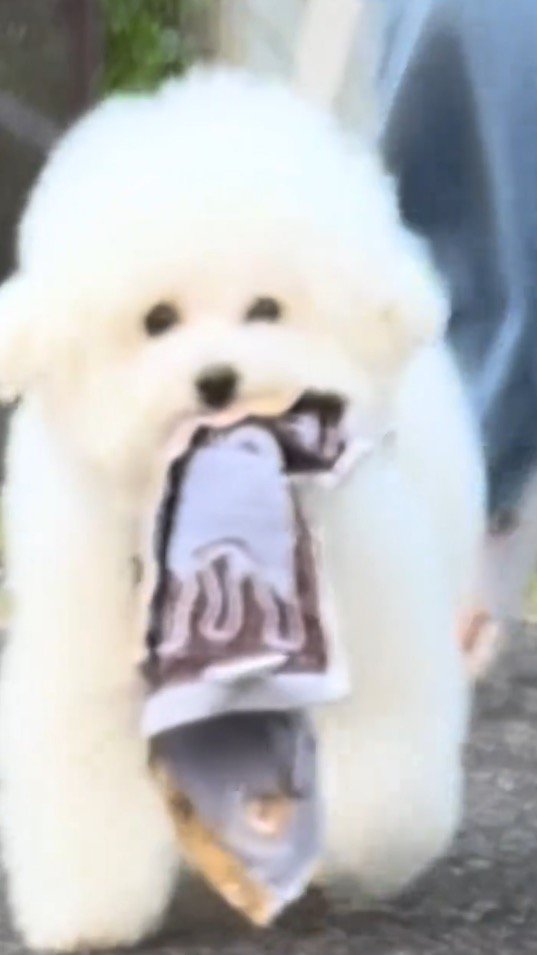 ハンカチを咥えて走る犬