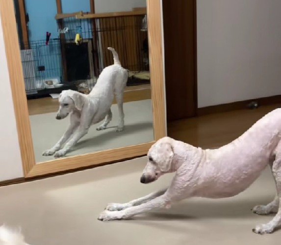 「このポーズなら、もしかして…」