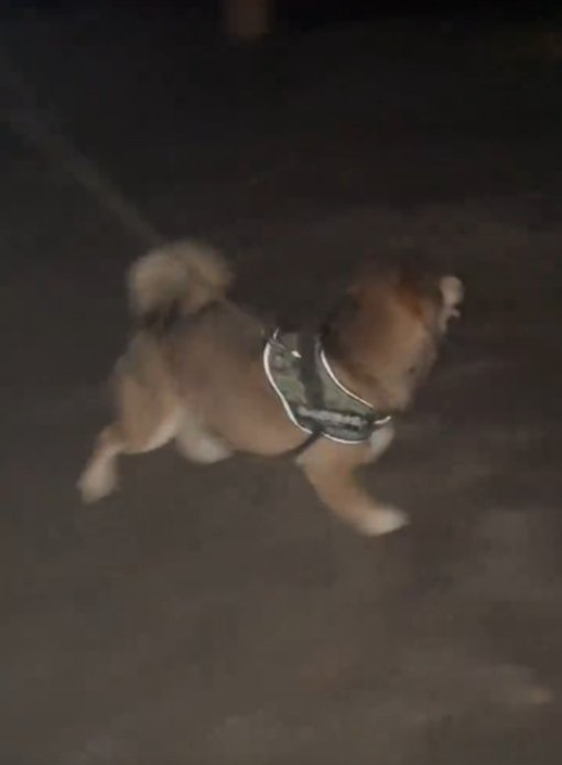 走る犬