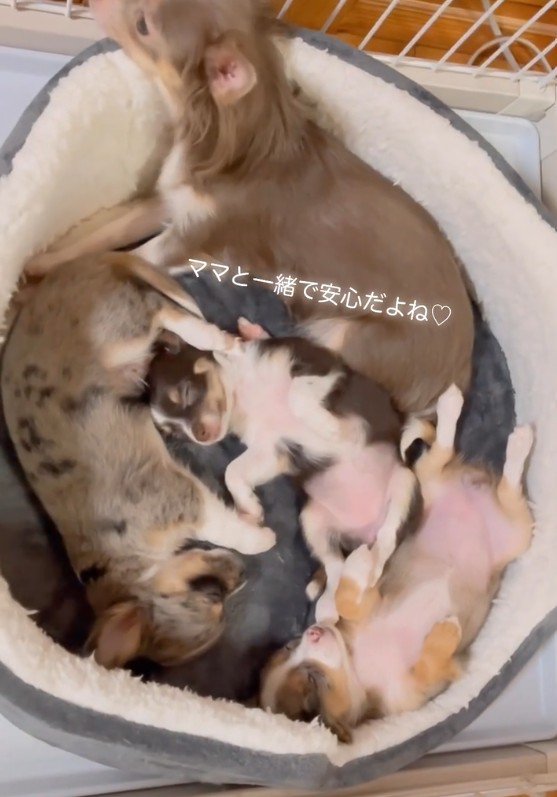 エルアちゃんと子犬たち2