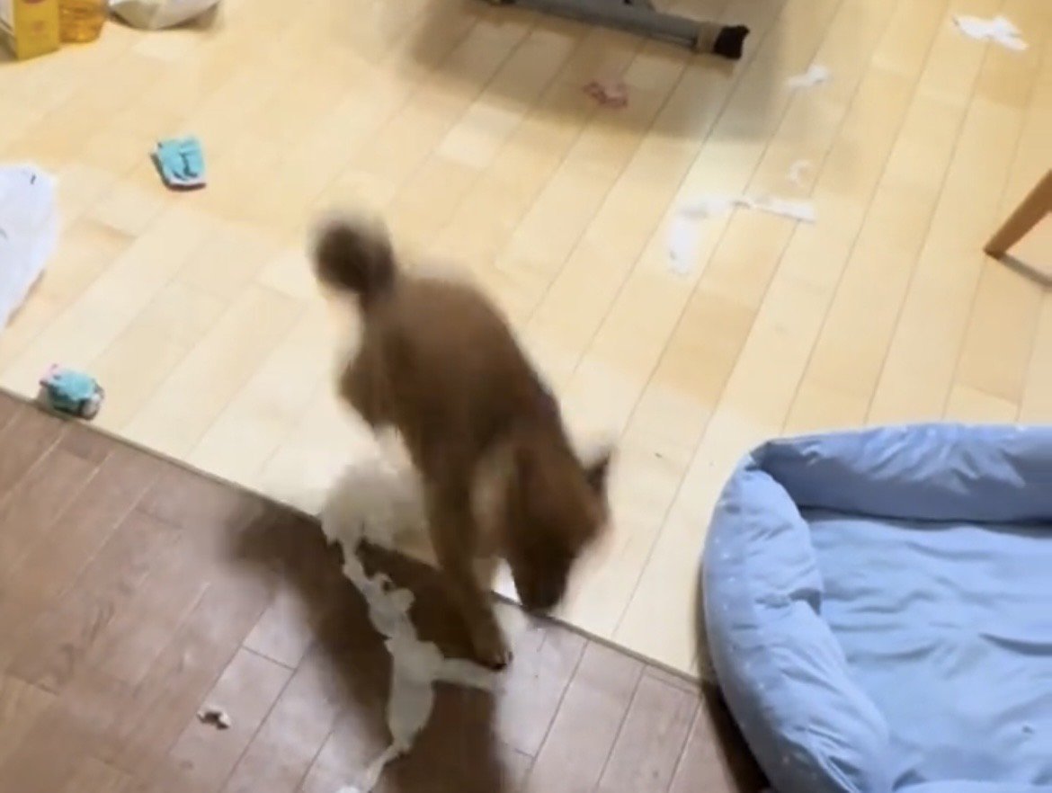 ジャンプしながら紙を散らかす犬