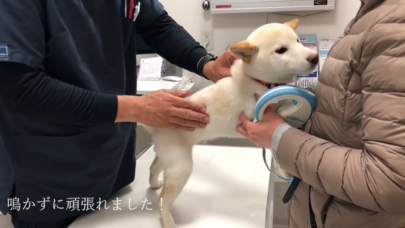 鳴かずに注射に耐えてくれました！