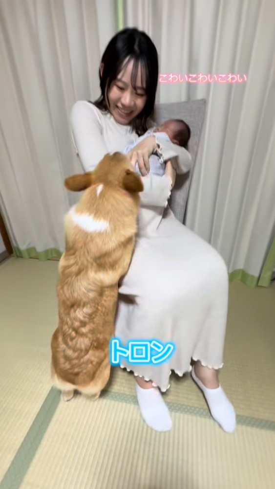 赤ちゃんの方に身を乗り出すコーギーと怖がる母