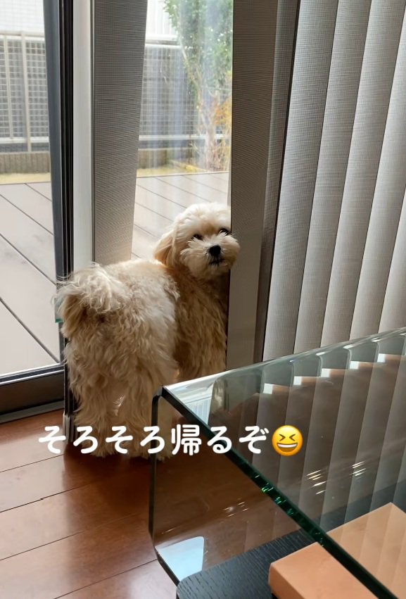 振り向くワンコ