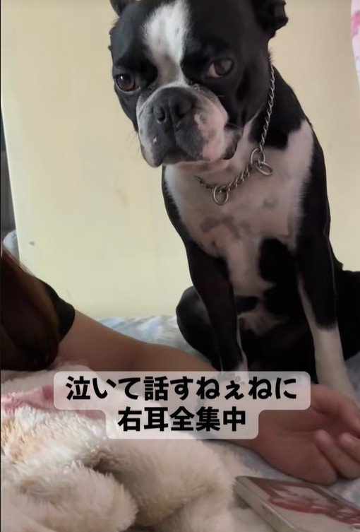 ママさんが「おいで」と呼んでも…