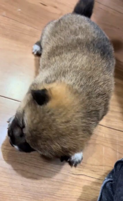 前に進めない赤ちゃん犬