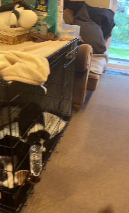 ボーダーコリーの可愛い子犬さん