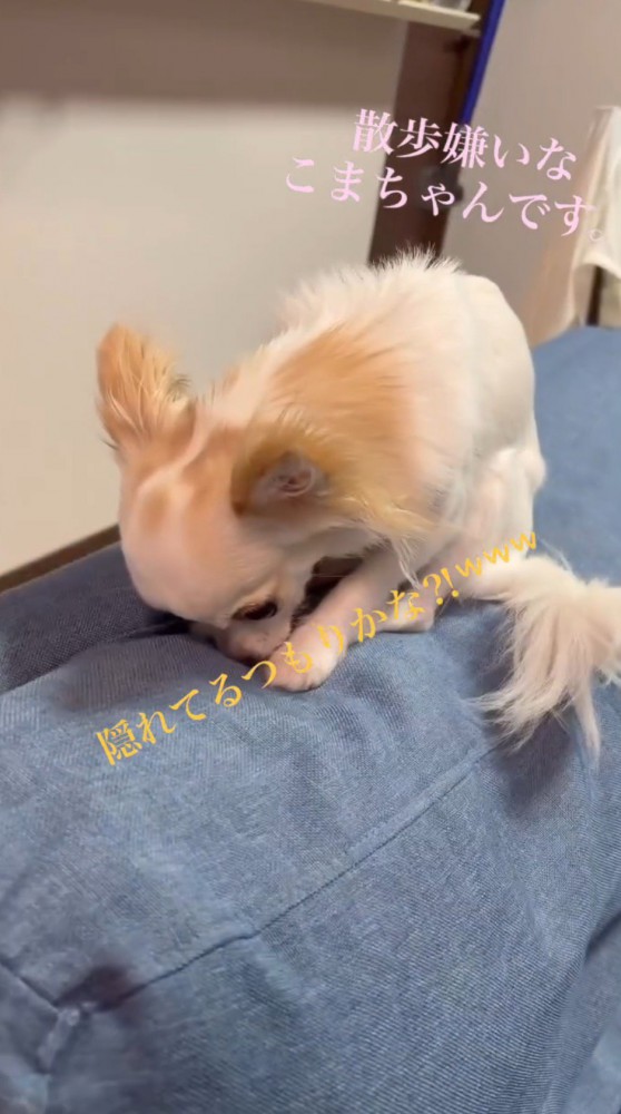 ソファの背もたれに顔を押しつける白い犬