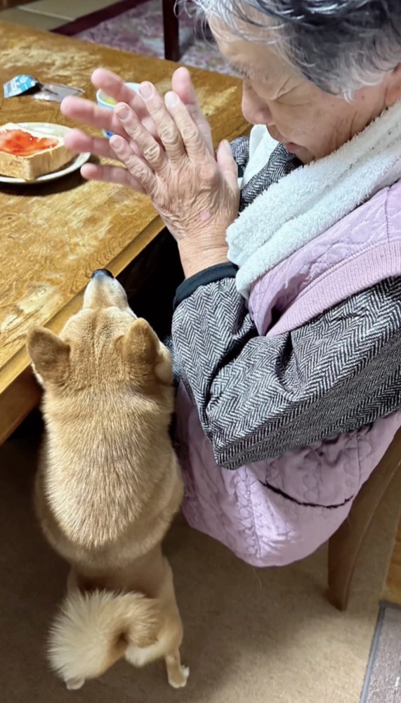 手を合わせる人を見つめる犬