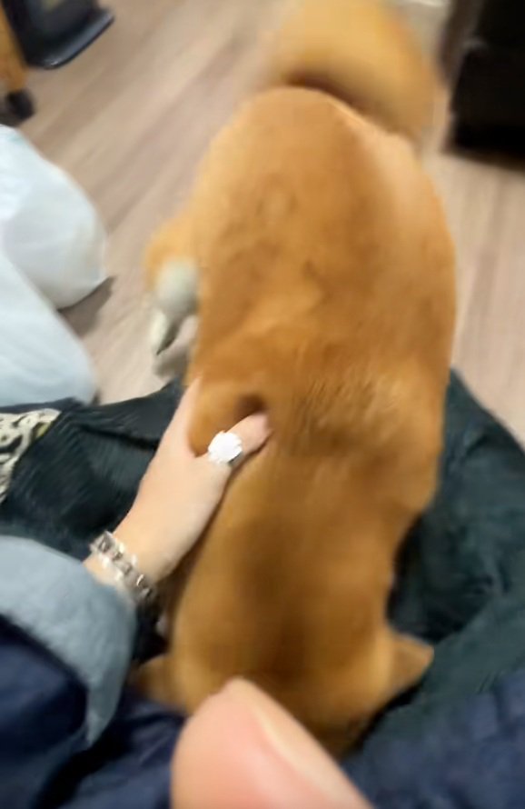 投稿主さんに顔をうずめるコムギックスさん