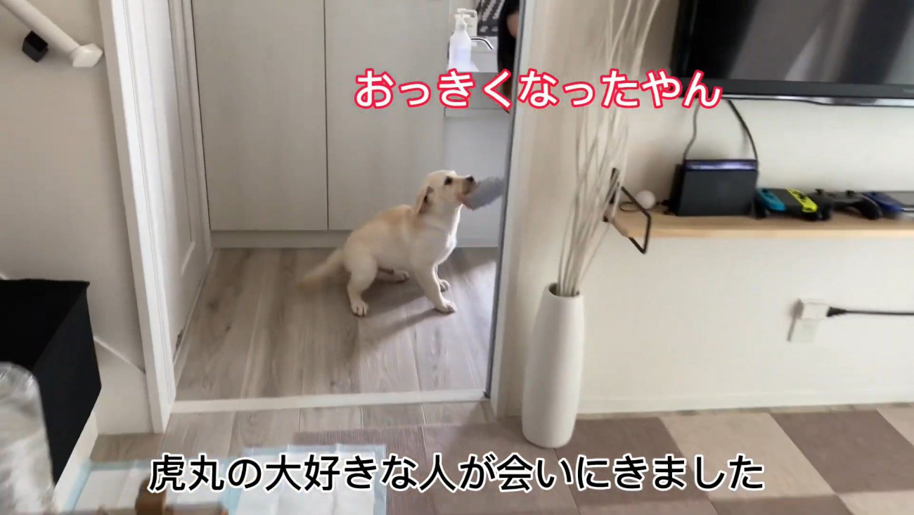 大好きな人との再会を喜ぶ虎丸くん2