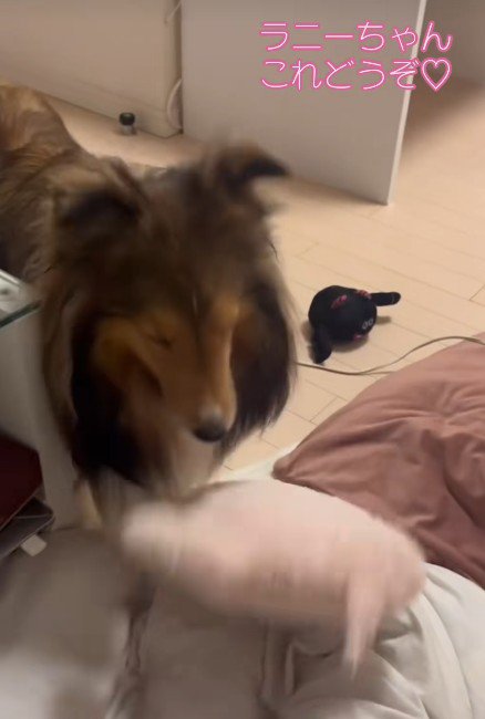「これで遊んでいいよ」