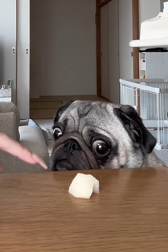 ぽこちゃんに言い聞かす飼い主さん