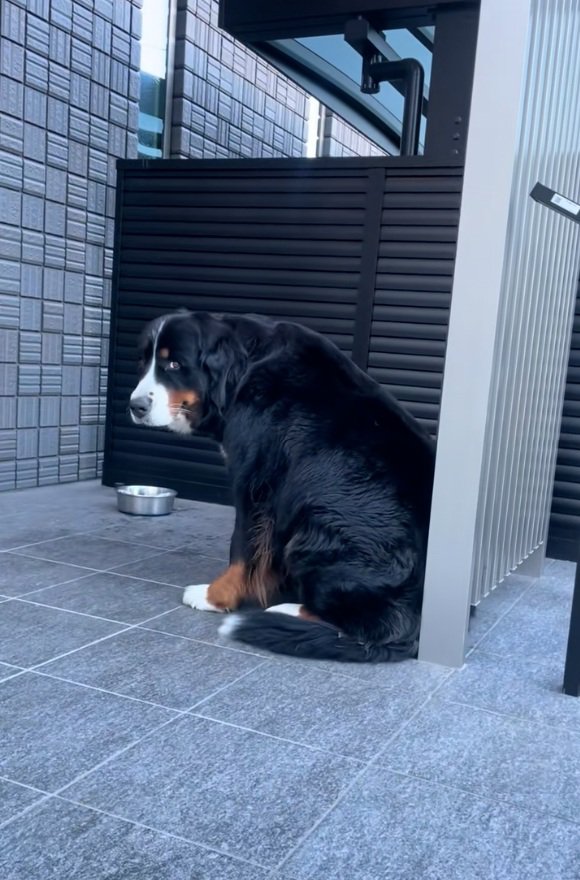 バーニーズマウンテンドッグのララちゃん