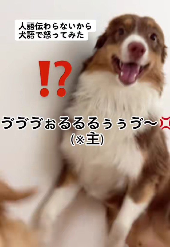 犬語を発してみたら！？