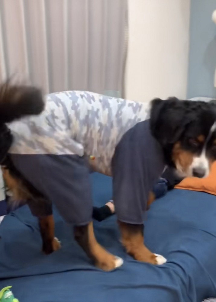 クンクンチェックを終え後ろを振り返る大型犬