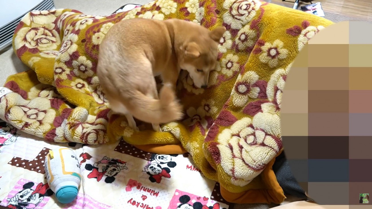 いいポジションを探してくるくる