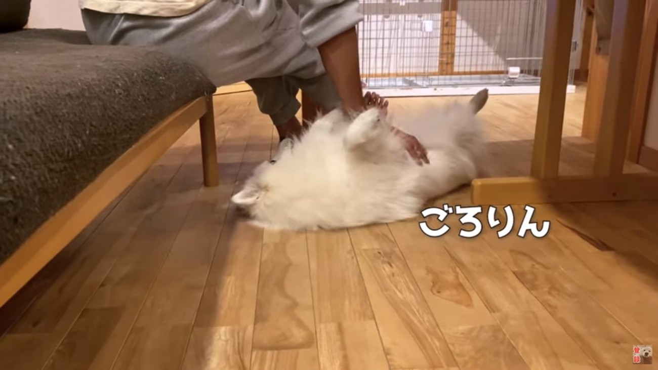 パパに甘えるぽてちゃん