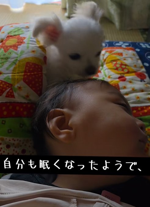 眠る赤ちゃんに寄り添う小型犬