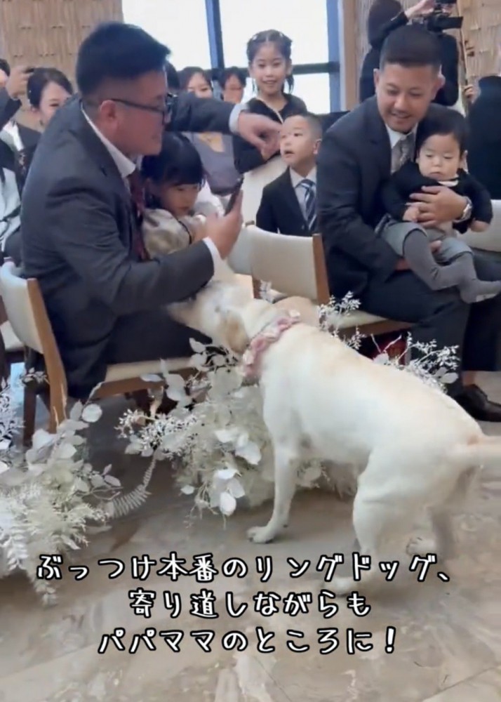 観客に近づいていく犬