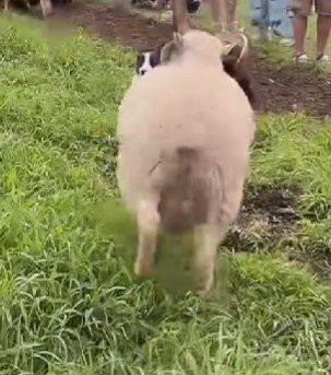 荒ぶる羊さん