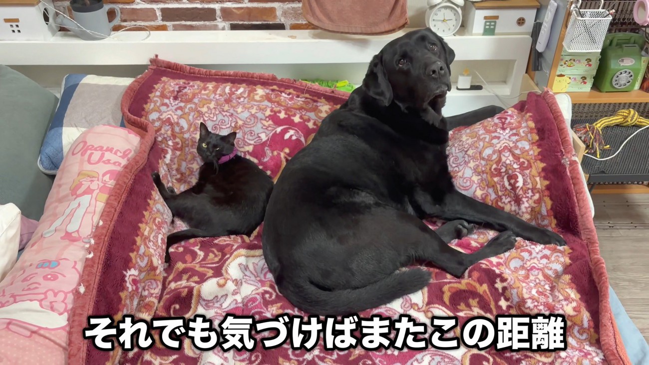 部屋に戻った後は、いつものようにぴとっ♡