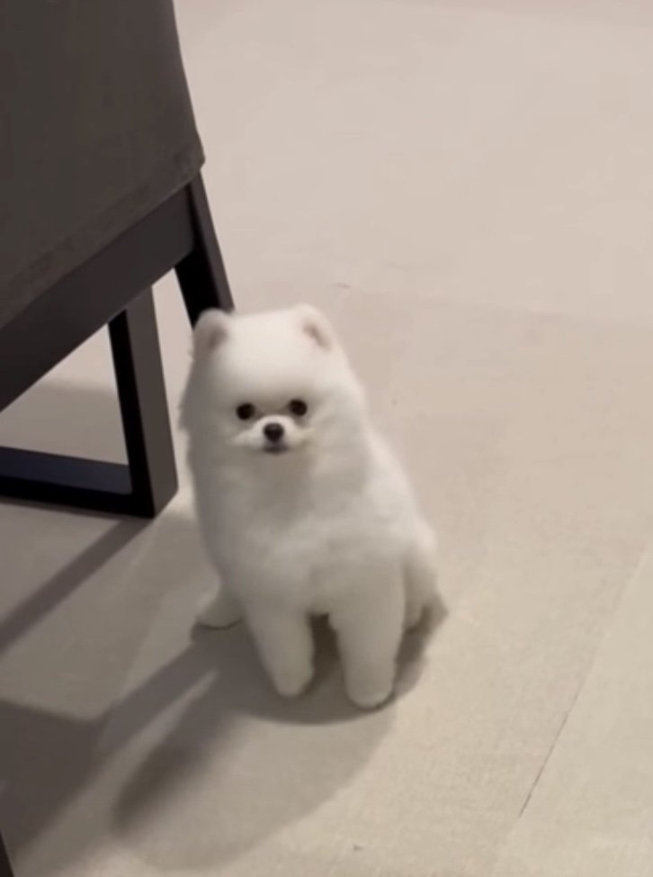 オスワリができた犬