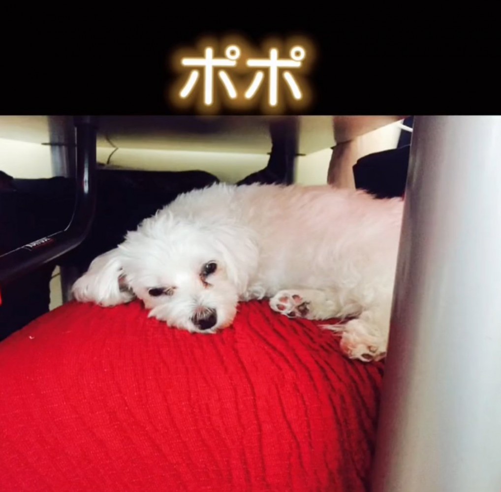 眠そうな白い犬