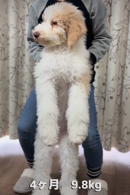 本当に子犬！？