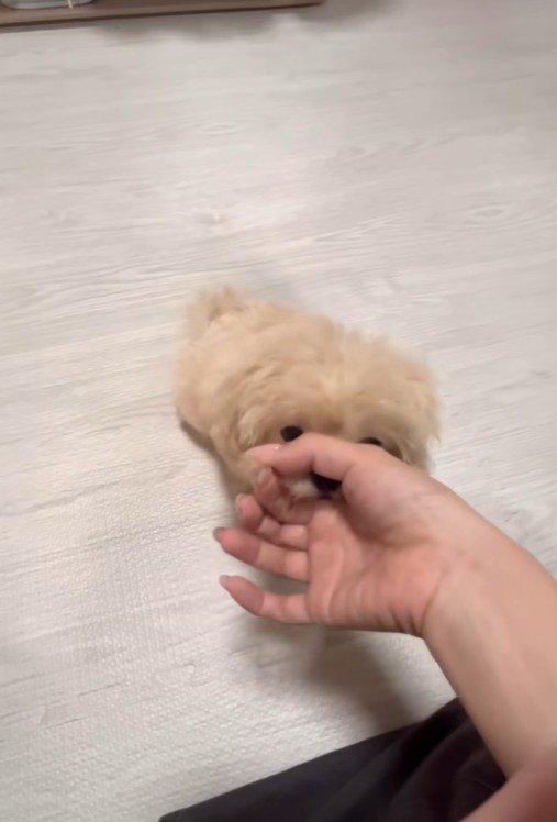 芸を披露するみるくちゃん4