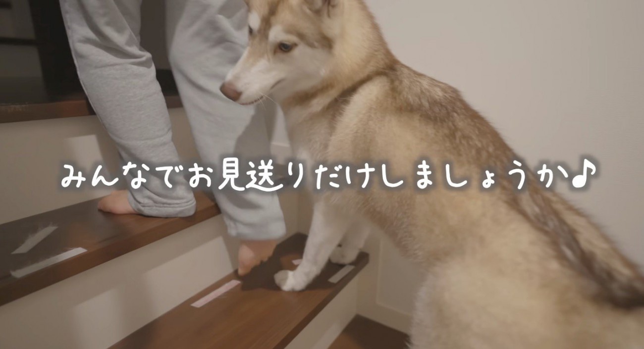 赤ちゃんを抱っこする女性に続いて階段を登る2頭の犬