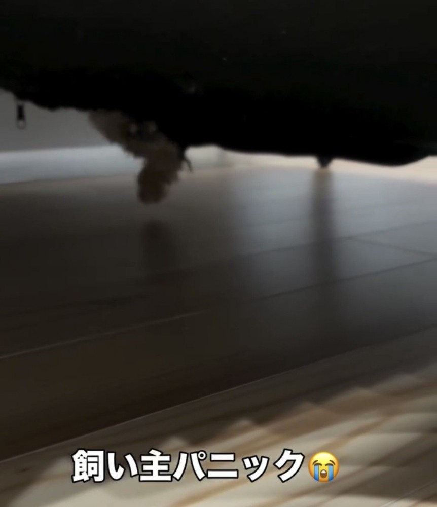 ソファの下で動く犬の足
