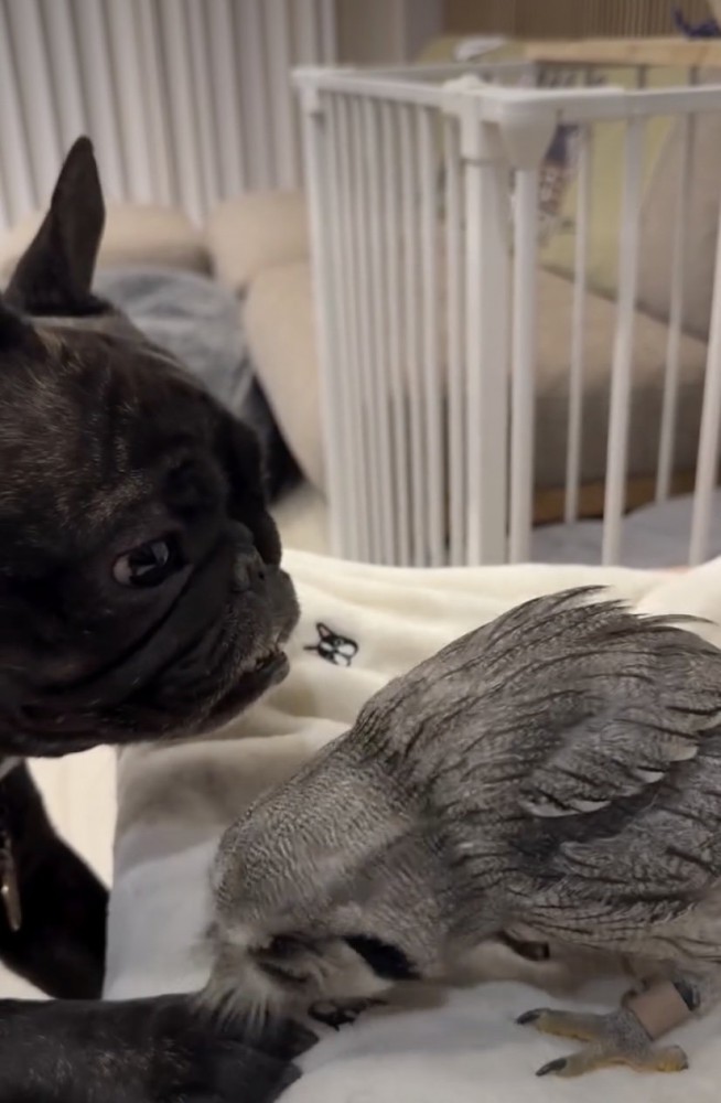 つつかれるそらちゃん