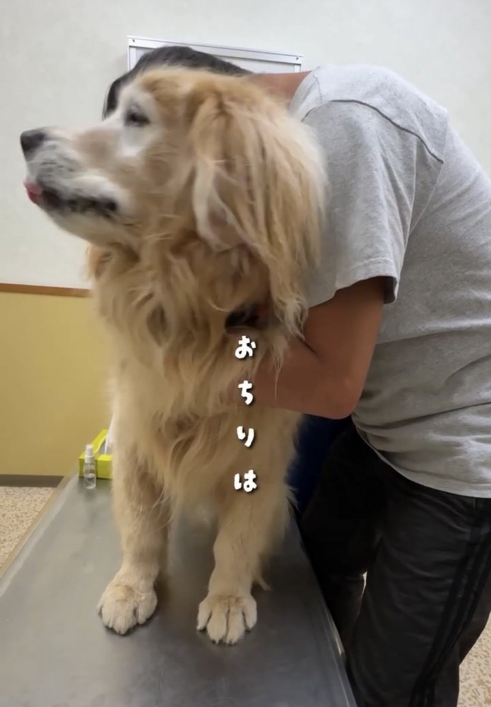 舌を出す犬