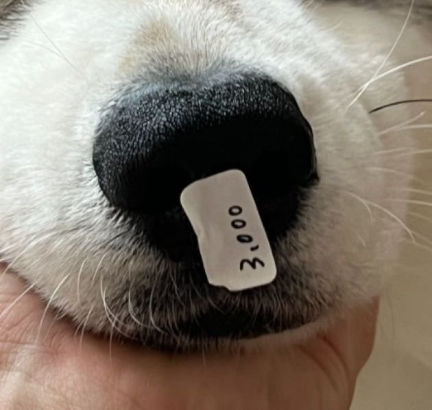 3,000円の値札シール